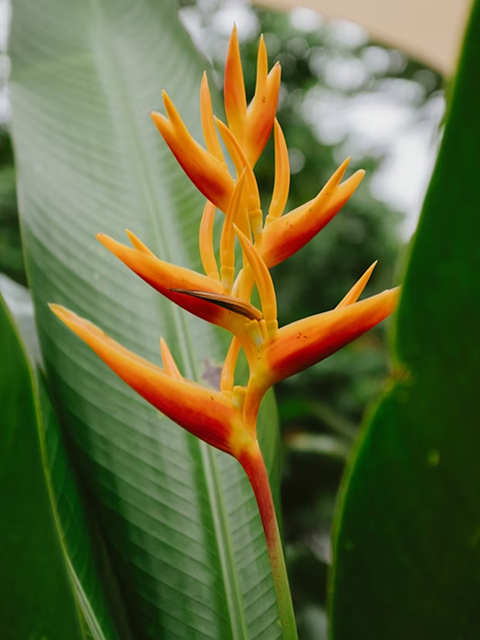 FAQ Orange flower amongst lush green leaves